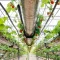 General Hydroponics